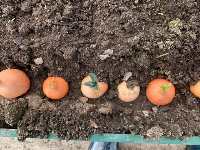 3 дела с почвой в апреле — и урожайность зашкаливает: без бесячей перекопки и дорогих средств - PrimaMedia: Лента новостей, 09.04.2026