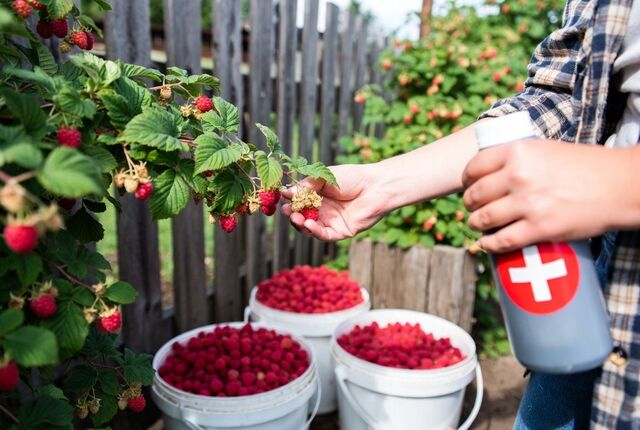 Весной их делают все: 3 "запретных" обряда для малины, после которых кусты пустеют — срочно прекратите, пока не поздно - UssurMedia: Лента новостей, 10.04.2026