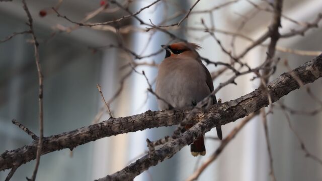 Южный циклон принесет дожди и сильный ветер 11 апреля в Приморье - PrimaMedia: Лента новостей, 11.04.2026