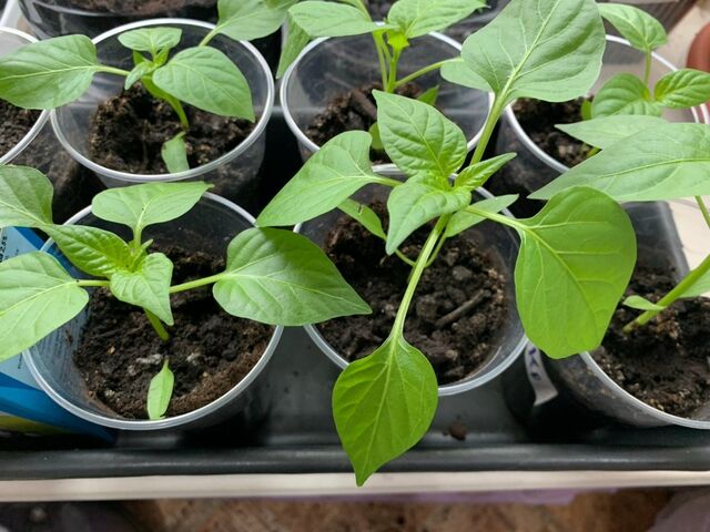 2 таблетки — и корни поперли как на дрожжах: рассаду хоть на продажу выставляй — с руками оторвут - PrimaMedia: Лента новостей, 11.04.2026