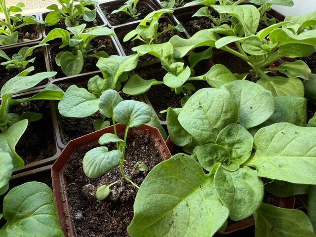 Не рассада, а настоящие "крепыши": после пикировки поливаем растения такой подкормкой — прут как на дрожжах - AmurMedia: Лента новостей, 12.04.2026