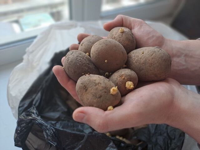 Мышь не проскочит: как защитить овощные запасы весной от прожорливых грызунов - PrimaMedia: Лента новостей, 12.04.2026