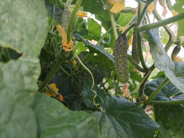 Горсть в лунку при посадке — и огурцы плодоносят как бешеные: прут до октября без остановки — закатывать не успеваю - PrimaMedia: Лента новостей, 13.04.2026