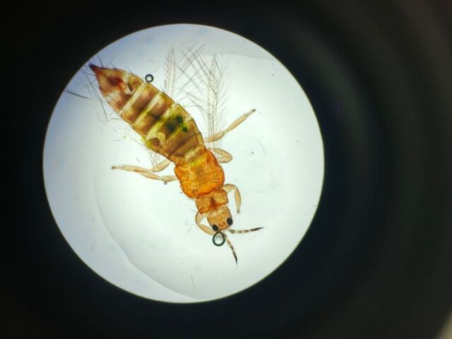 Уссурийская лаборатория выявила опасного вредителя в цветах из Китая - UssurMedia: Лента новостей, 14.04.2026