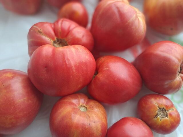 1 ложка в лунку к томатам при посадке - и помидоры сахарные точно мед, а внутри сочное "мясо" - UssurMedia: Лента новостей, 14.04.2026