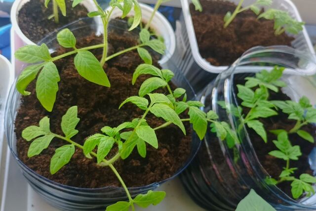 Дачники, не тратьтесь на дорогие стимуляторы: таблетка за 33 рубля из аптеки — и томаты прут как на дрожжах - PrimaMedia: Лента новостей, 15.04.2026