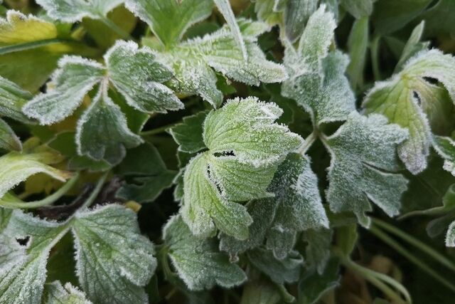 Заморозки сохранятся на Кубани еще три ближайшие ночи - KrasnodarMedia, 15.04.2026