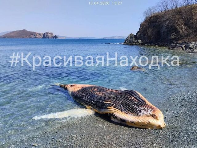 Жертва парохода или сирота? Жители Приморья пытаются понять причину гибели кита - PrimaMedia: Лента новостей, 15.04.2026