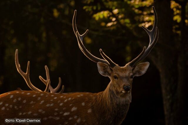 Численность пятнистого оленя выросла на 40% на юге Приморья - UssurMedia: Лента новостей, 15.04.2026