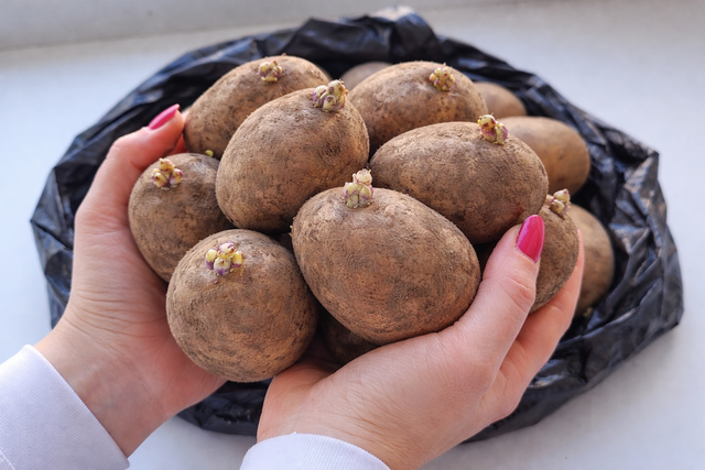 2 ложки в лунку - и картошка бомбит из грядки ведрами: клубни крупные с яйцо, без проволочника и без мелочи - UssurMedia: Лента новостей, 16.04.2026