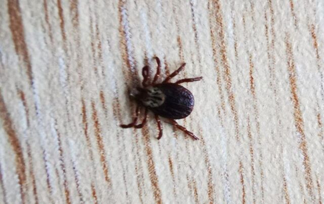 Кровавая неделя: 275 человек сняли с себя клещей в Приморье - UssurMedia: Лента новостей, 16.04.2026