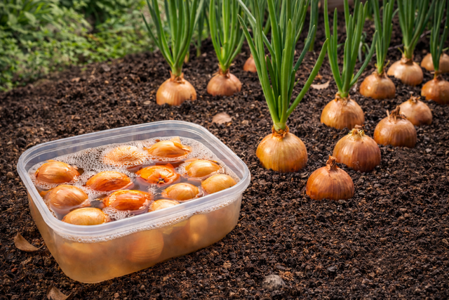 1 ч. ложка лучше грузовика навоза - обязательно луку перед посадкой: головки растут с кулак - здоровенные и сочные - UssurMedia: Лента новостей, 17.04.2026