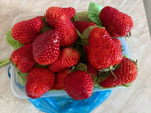 Рассыпал в апреле под клубнику — о долгоносике напрочь забыл: все лето без паразитов — еще и ягод в два раза больше - PrimaMedia: Лента новостей, 17.04.2026