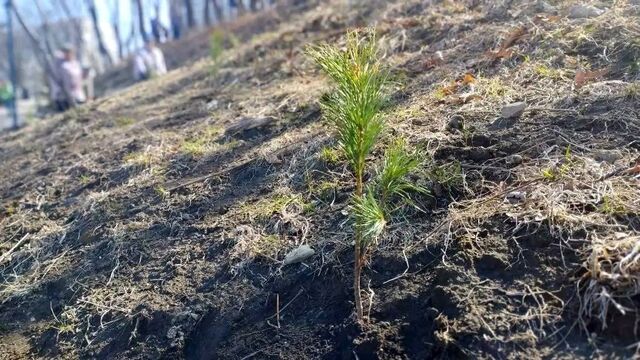 Более 6 тысяч сеянцев кедра и абрикоса высадили во Владивостоке 18 апреля - PrimaMedia: Лента новостей, 18.04.2026