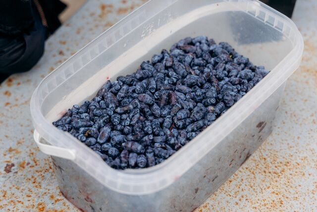 Жимолости в апреле — важнее воды: ягоды потом с кулак — сочные и в нереальном количестве - PrimaMedia: Лента новостей, 18.04.2026