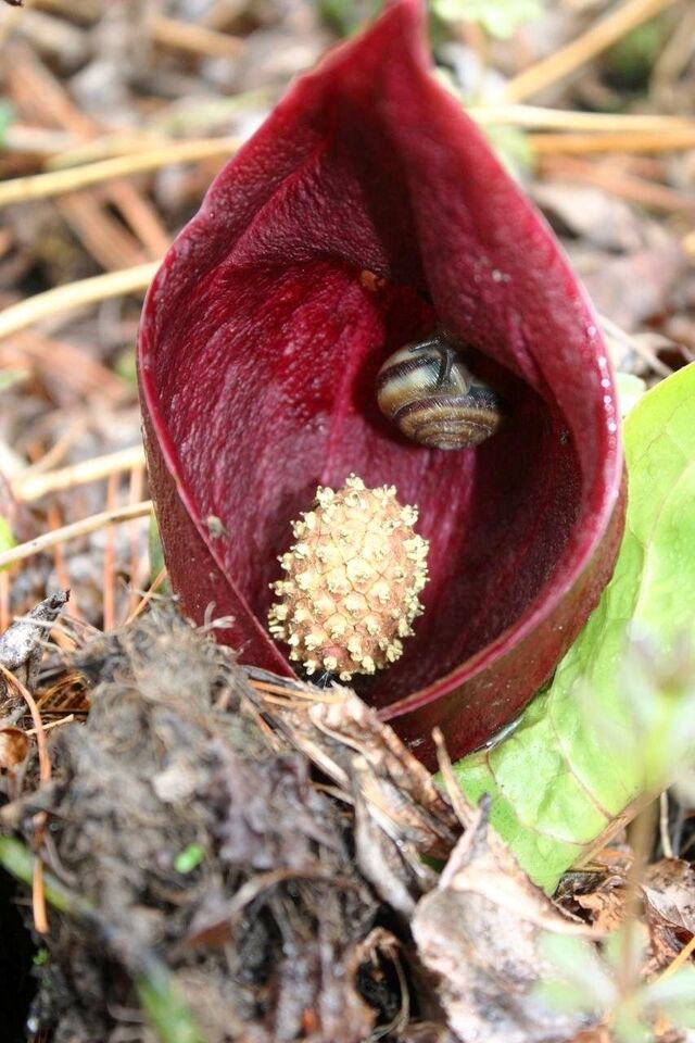 Связноплодник вонючий вновь бросил вызов холоду в Приморье и явил свету свои цветы - PrimaMedia: Лента новостей, 18.04.2026