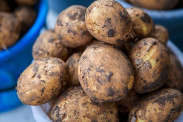 450-500 кг картошки с сотки: сыпнул в лунку при посадке — урожай тоннами гребу - PrimaMedia: Лента новостей, 19.04.2026