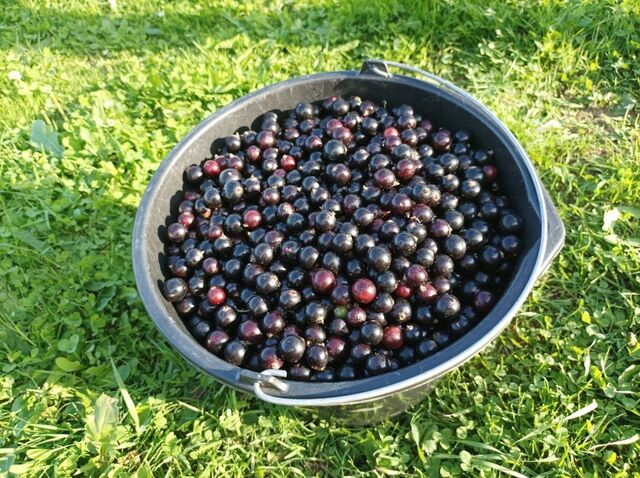 Смородина слаще ананаса: внес "муку" в апреле под куст — ягоды крупные и сочнее, чем у элитных сортов - PrimaMedia: Лента новостей, 20.04.2026