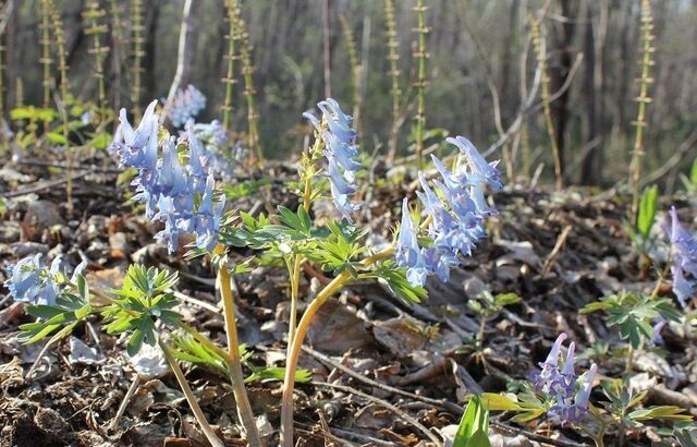 Первые цветы тайги: в Комсомольском заповеднике просят не срывать подснежники - AmurMedia: Лента новостей, 20.04.2026