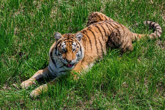 "Пляжный патруль": тигр проинспектировал состояние побережья в Приморье - PrimaMedia: Лента новостей, 20.04.2026