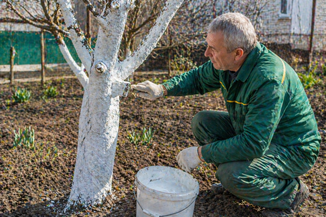 Все яблони и сливы - в "белый мундир": крашу деревья в мае, и летом ни тли, ни муравьев - UssurMedia: Лента новостей, 22.04.2026
