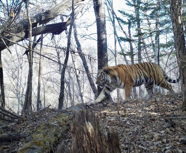 Тигр отвлёкся от дел ради красивого вида в Приморье - PrimaMedia: Лента новостей, 25.04.2026