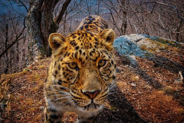 "Игра престолов" в заповеднике "Кедровая падь": камеры засняли соперничающих леопардов - UssurMedia: Лента новостей, 28.04.2026