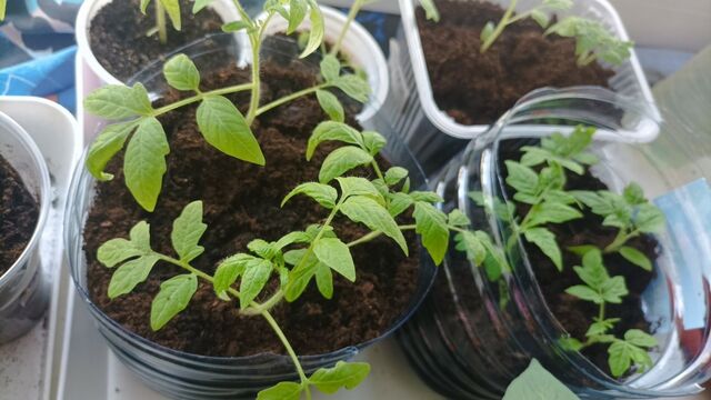 Томатам в мае перед высадкой — как воздух: подкормки для запредельного урожая — каждый помидор сочнее яблока - PrimaMedia: Лента новостей, 29.04.2026