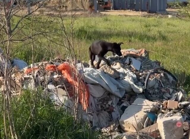 Мэр Краснодара анонсировал новые меры против "серых мусорщиков" - KrasnodarMedia, 30.04.2026