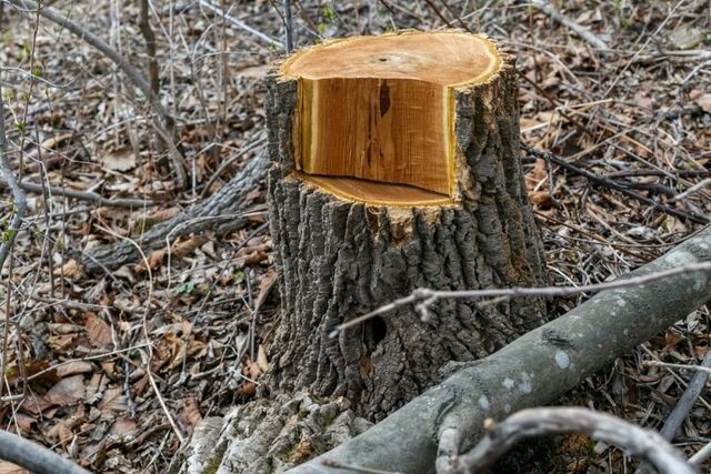 Власти Краснодара ответили на жалобы о вырубке деревьев в Вишняковском сквере - KrasnodarMedia, 30.04.2026