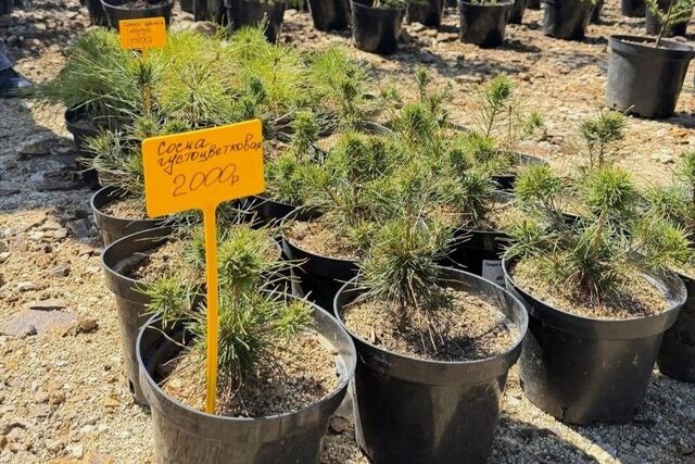 Организация из Приморья продавала краснокнижные растения — прокуратура вмешалась - PrimaMedia: Лента новостей, 14.05.2026
