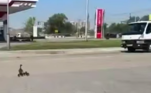 Водители пропустили пернатую мать с детьми на оживленной трассе в Приморье - PrimaMedia: Лента новостей, 20.05.2026