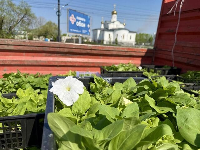 Российский флаг из 10 тысяч петуний распустится возле хабаровского аэропорта - AmurMedia: Лента новостей, 21.05.2026
