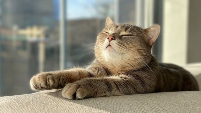 Любовь по-кошачьи: 7 способов понять чувства питомца - NakhodkaMedia: Лента новостей, 27.08.2026