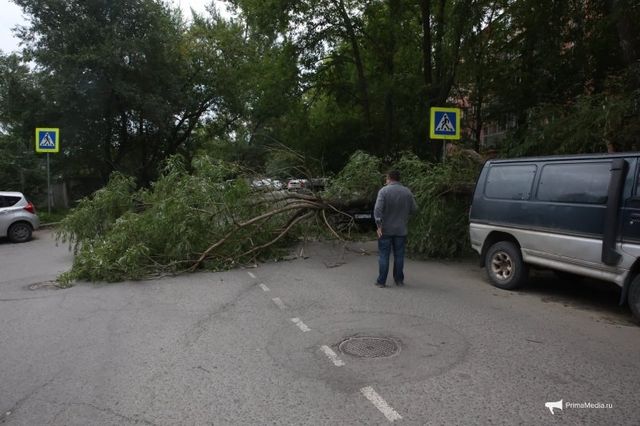 Упавшее дерево перекрыло полосу у поворота на Первую Речку во Владивостоке - PrimaMedia: Лента новостей, 08.09.2026