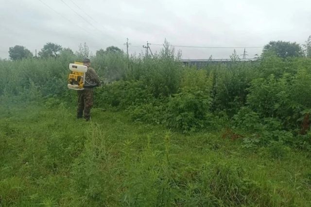Почти миллион кустов запрещенной травы уничтожили полицейские под Уссурийском - UssurMedia: Лента новостей, 13.09.2026