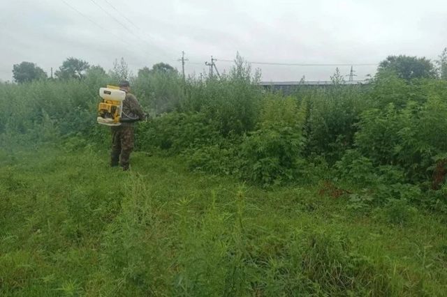 Более 907 тысяч кустов дикорастущей конопли уничтожили в Уссурийске - PrimaMedia: Лента новостей, 13.09.2026