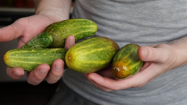 К Новому году - свежие огурцы: сажаю 1 быстрый сорт и хрущу зеленцами всю зиму - UssurMedia: Лента новостей, 16.09.2026