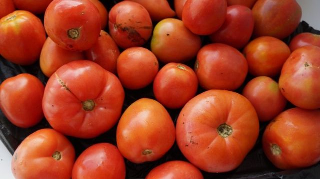 Дачники, нашла томаты со вкусом персика: 10 сортов с фруктовыми нотками, где сок - рекой, а сладкие точно мармелад - UssurMedia: Лента новостей, 02.10.2026