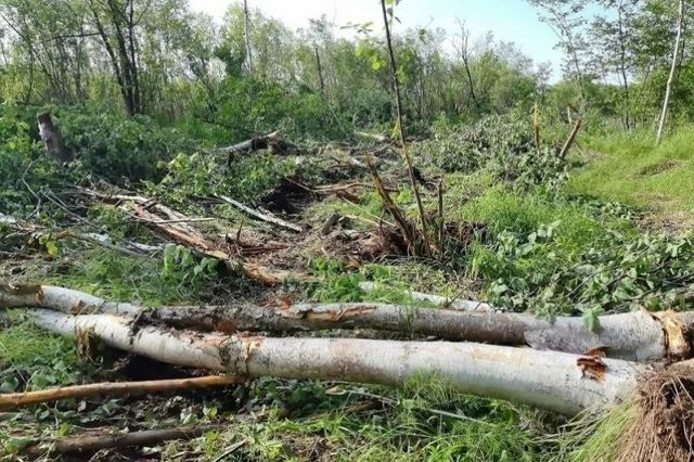Более 1600 деревьев вырубили ради поисков золота в Хабаровском крае - AmurMedia: Лента новостей, 03.10.2026