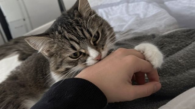 Кошка наслаждалась лаской — и вдруг укусила: вот в чём причина - NakhodkaMedia: Лента новостей, 04.10.2026
