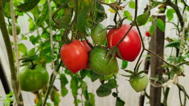 Забудьте про "Саньку": среди долгоиграющих томатов лучшие 3 сорта - на ветках висят гроздьями - AmurMedia: Лента новостей, 13.10.2026