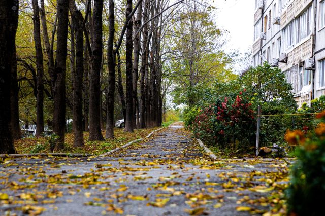 Осенний Владивосток укрылся ковром из листьев после циклона — фоторепортаж - PrimaMedia: Лента новостей, 15.10.2026