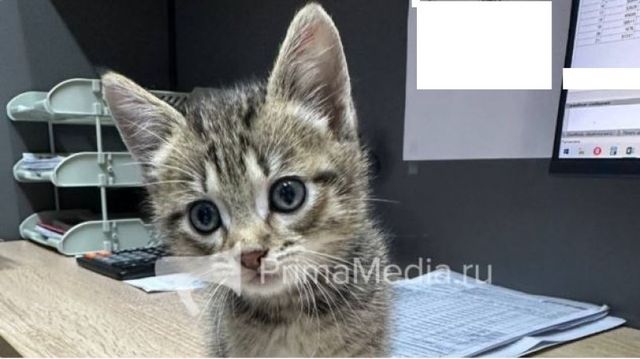 Слёзы наворачиваются: пропажа котёнка "подняла на уши" соцсети — дошло до полиции - NakhodkaMedia: Лента новостей, 15.10.2026