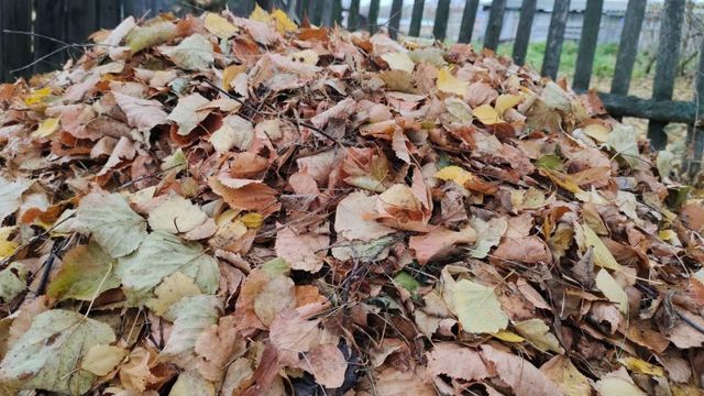 Не тополь и не липа: какие листья идеальны для компоста - круче любого удобрения - KrasnodarMedia, 17.10.2026
