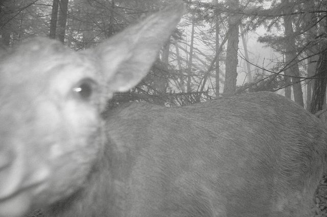 Любопытный "Пятачок": пятнистый олень исследовал фотоловушку в "Земле леопарда" - PrimaMedia: Лента новостей, 18.10.2026