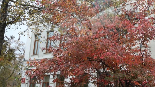 Потепление до +19°С и дожди: какая погода ждет Уссурийск на рабочей неделе - UssurMedia: Лента новостей, 18.10.2026