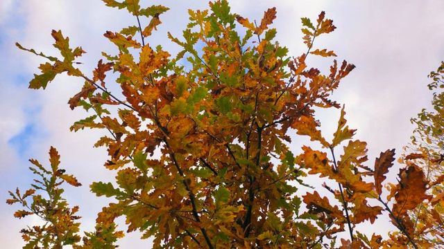 Не черемуха и не яблоня: какие листья для компоста самые неподходящие - гниют годами - KrasnodarMedia, 21.10.2026