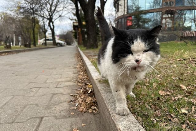 От субботнего ветра до воскресных осадков: Приморье и Владивосток ждёт холодный уикенд - PrimaMedia: Лента новостей, 28.10.2026