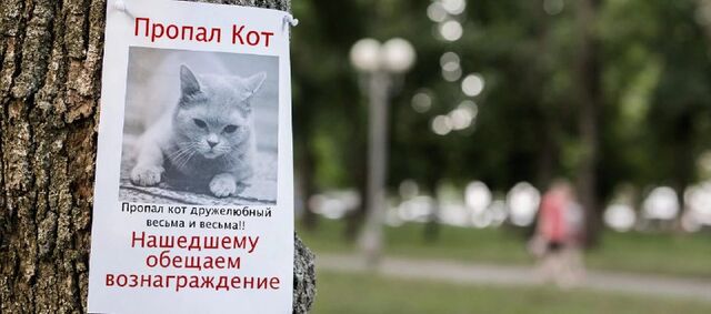 К поиску пропавших собак и кошек подключат искусственный интеллект К поиску пропавших собак и кошек подключат искусственный интеллект - Komsagram • Комсомольск-на-Амуре, 01.09.2025